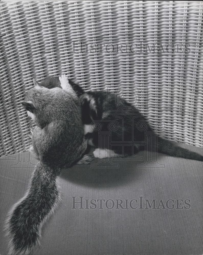 Press Photo Sammy The Squirrel Shares A Secret With Her Kitten Foster Brother - Historic Images