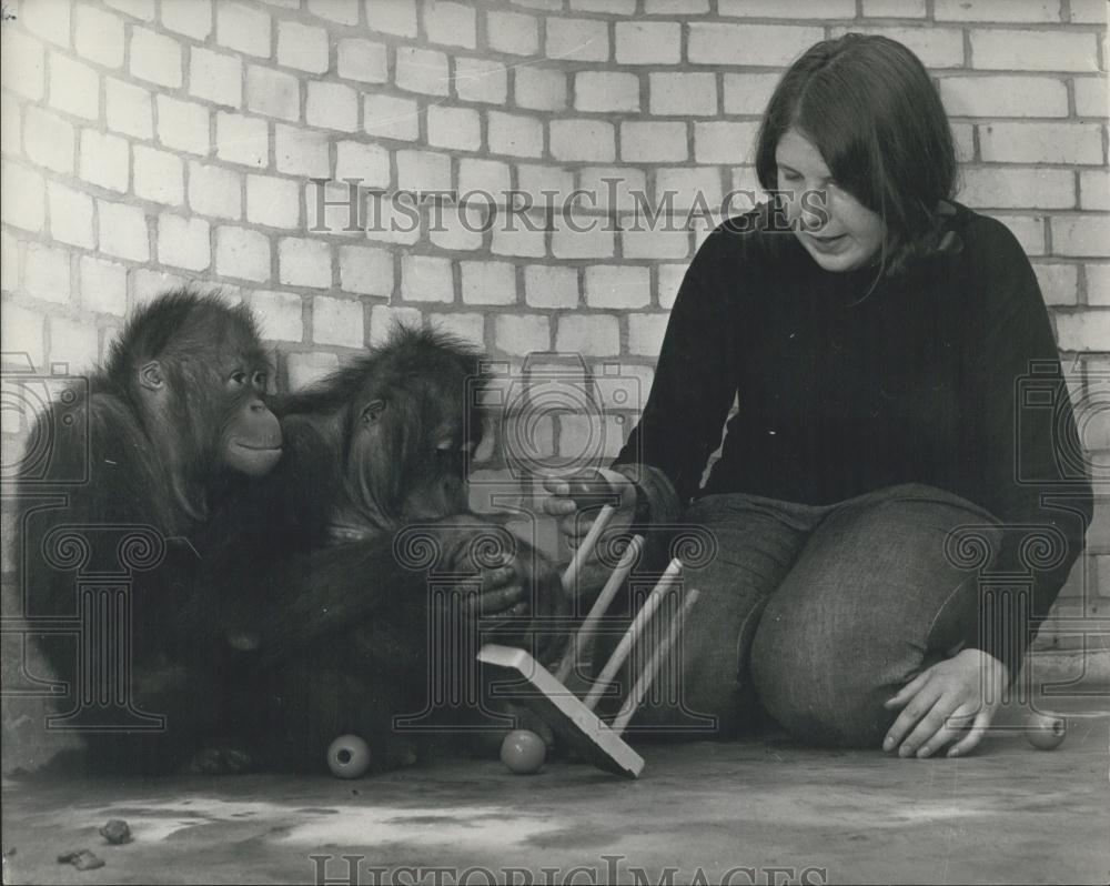 Barbara Rode Burr 20-year old Barbara Burr Lives With Oranutans 1968 Vintage Press Photo ...