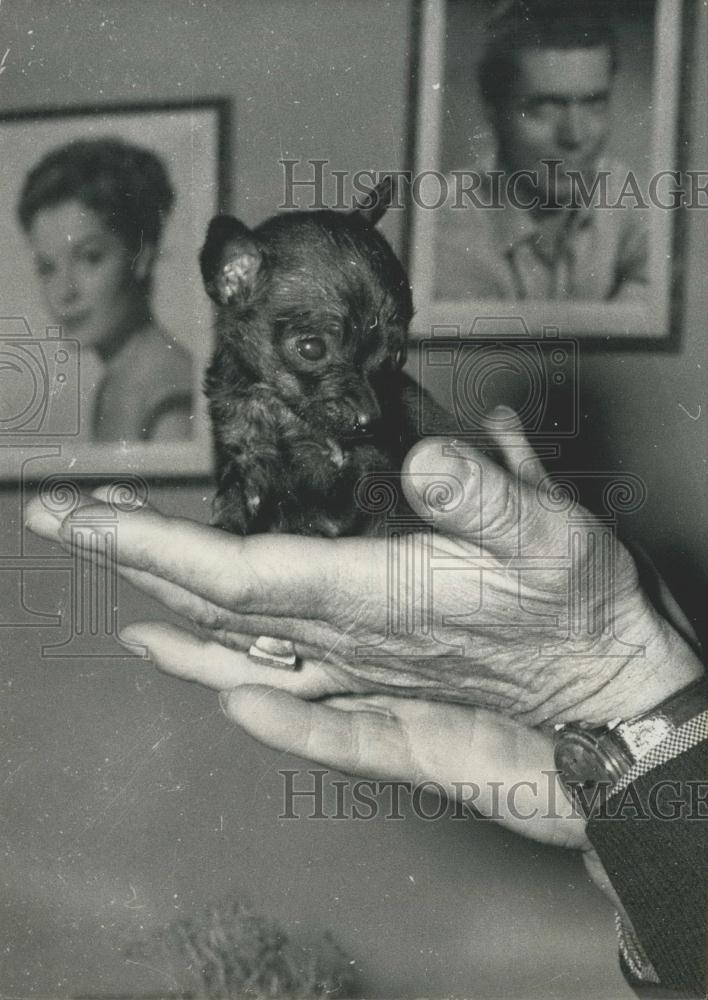 1961 Press Photo &quot;Cachou&quot;, the Tiny Chihuhua - Historic Images