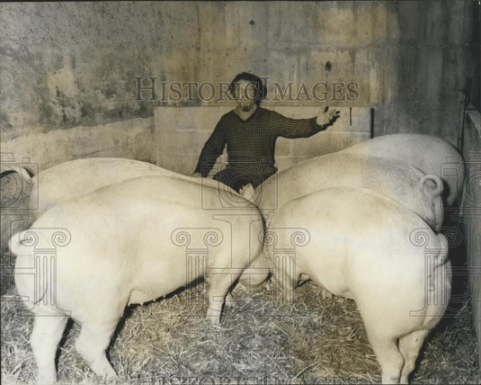 1956 Press Photo Singer Adam Deane at home on farm with his pigs - Historic Images