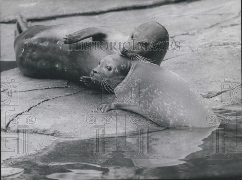 Press Photo A Seal &amp; Its Baby - Historic Images