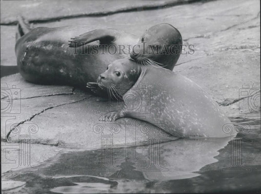 Press Photo A Seal & Its Baby - Historic Images