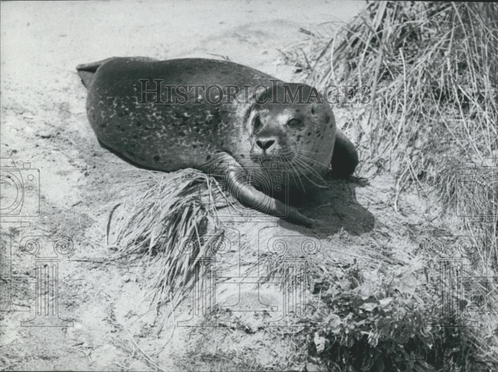 Press Photo Seal Does Not Fear Hunters As Lives In Aquarium On The Isle Of Sylt - Historic Images