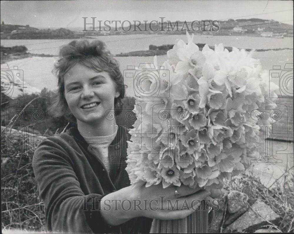 1963 Press Photo Scilly Isles bloom with Daffodils - Historic Images