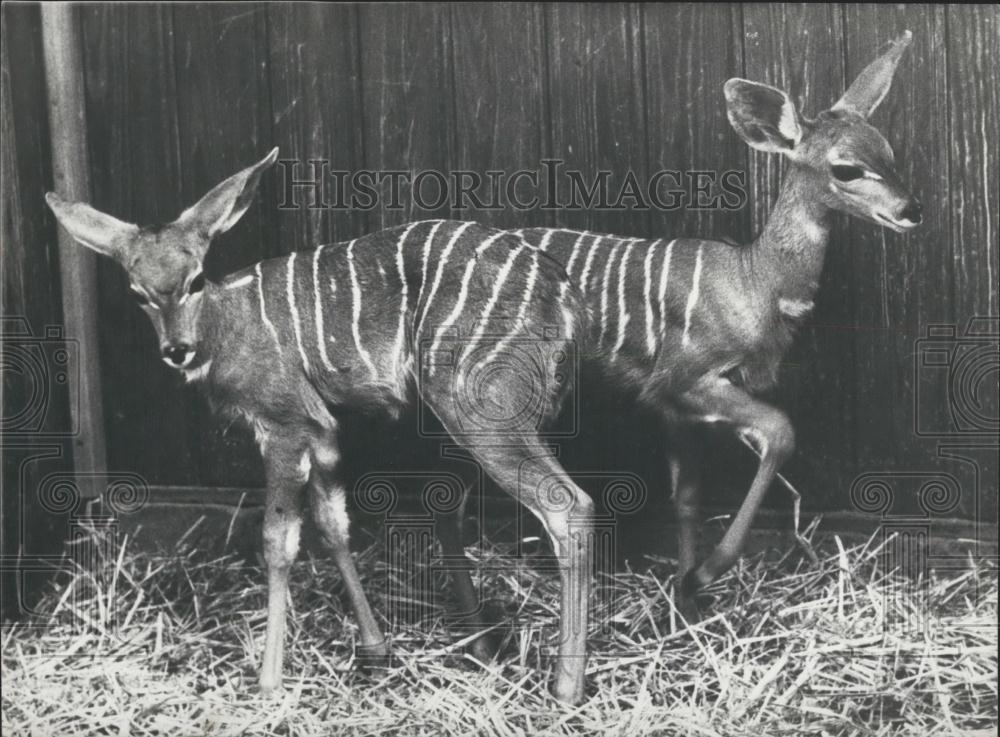 1984 Press Photo Antilopes Born in the Basle zoo - Historic Images