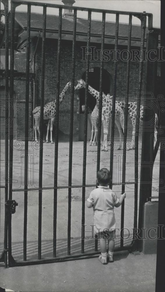 Press Photo Giraffes at the London Zoo out for a little sun - Historic Images