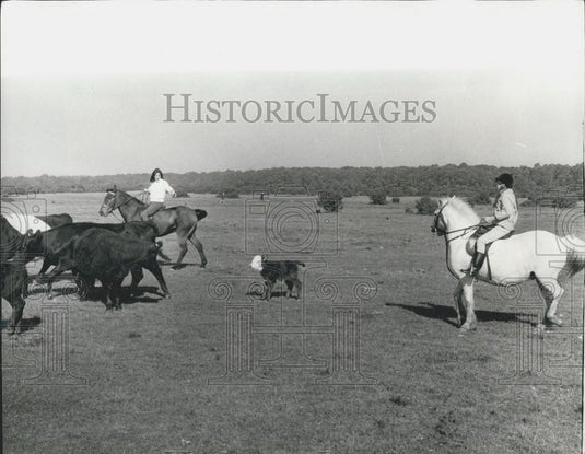 1971 Press Photo Cattle Herded Away From Poisonous Acorns - Historic Images