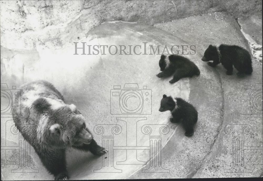 1977 Press Photo Wilma the bear watches over her triplets at the Whipenade Zoo - Historic Images