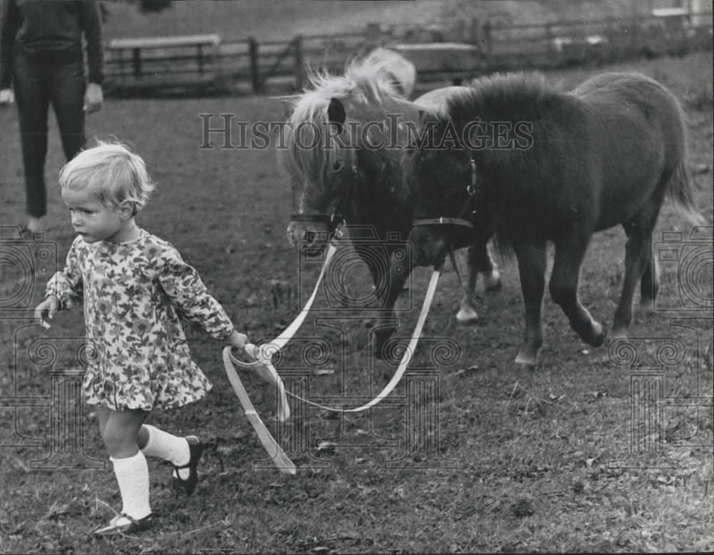 1967 Press Photo The tiny Falabella horse - Historic Images