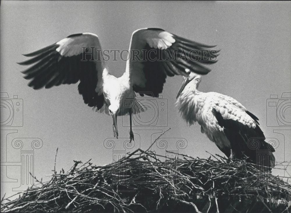 1986 Press Photo Breeding Storks in the Springtime - Historic Images