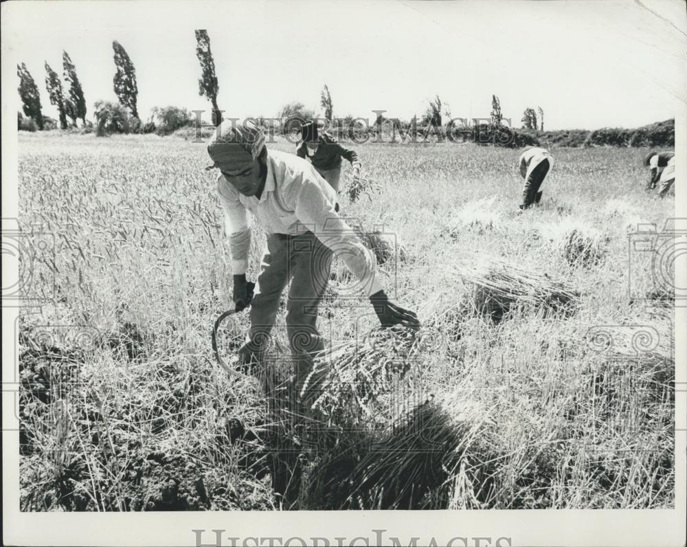 Press Photo Wheat Farmers in Linares, Chile - Historic Images