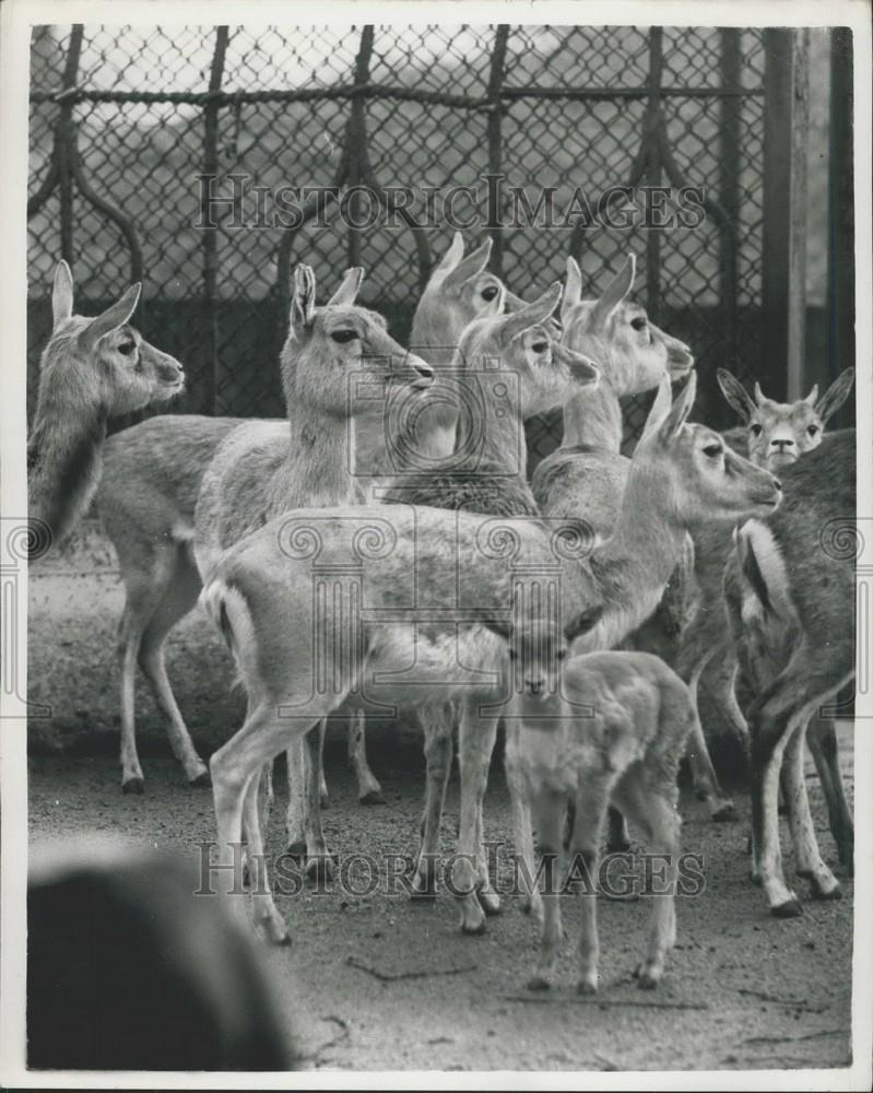 Press Photo Indian Blackbuck, London Zoo - Historic Images