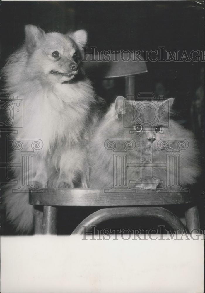 1953 Press Photo &quot;Mitsou&quot; the dog &amp; Persian blue cat &quot;Buffalo&quot; - Historic Images