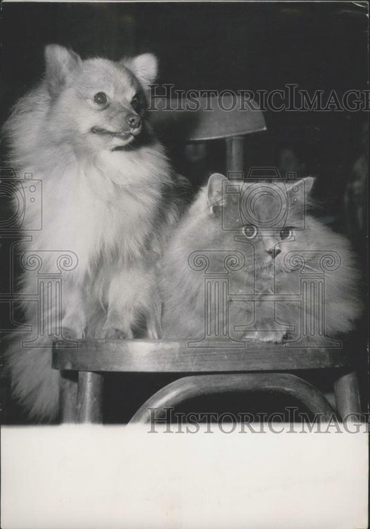 1953 Press Photo "Mitsou" the dog & Persian blue cat "Buffalo" - Historic Images