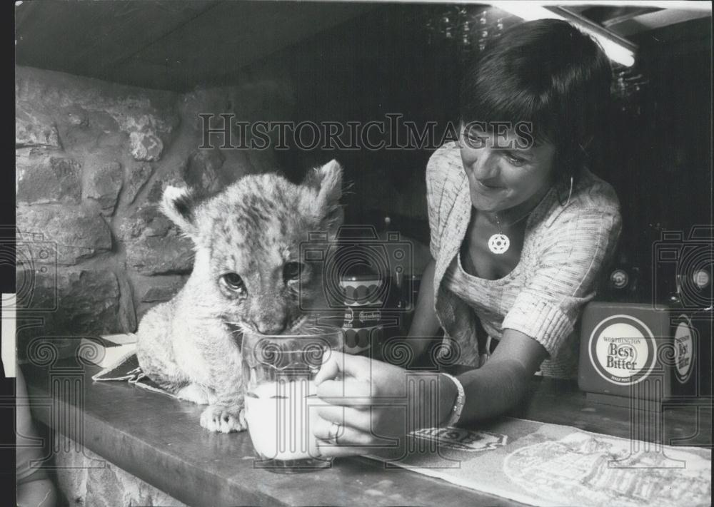 Press Photo Baby Lion drinking from a mug - Historic Images