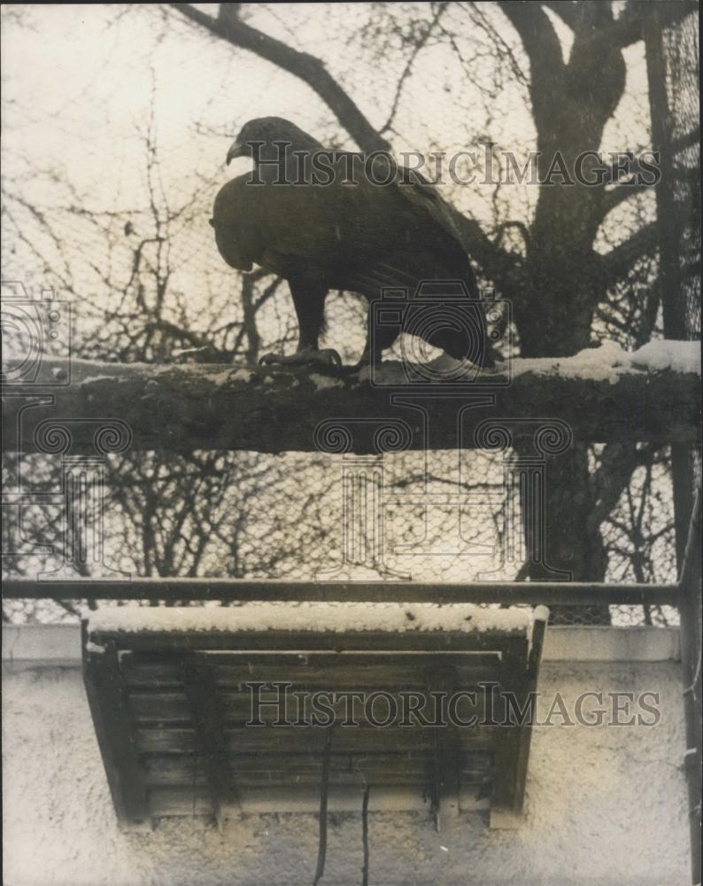 1965 Press Photo Goldie&quot; - The Eagle still escaped from London Zoo - Historic Images