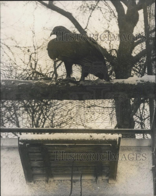 1965 Press Photo Goldie" - The Eagle still escaped from London Zoo - Historic Images