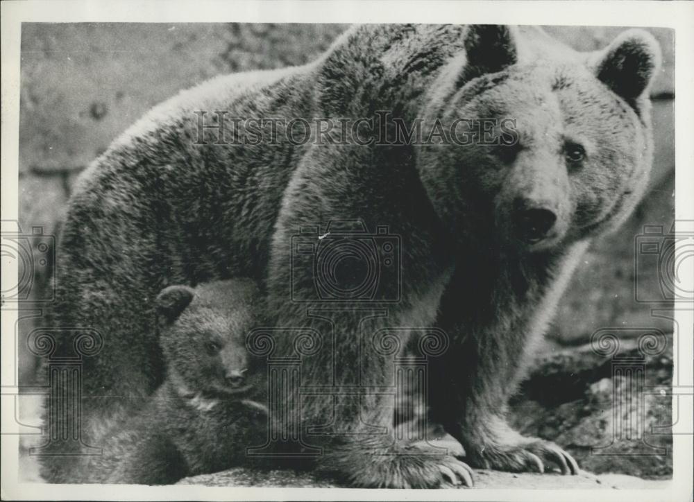 1957 Press Photo Skansen Zoo in Stockholm presents Stina and her baby bear - Historic Images