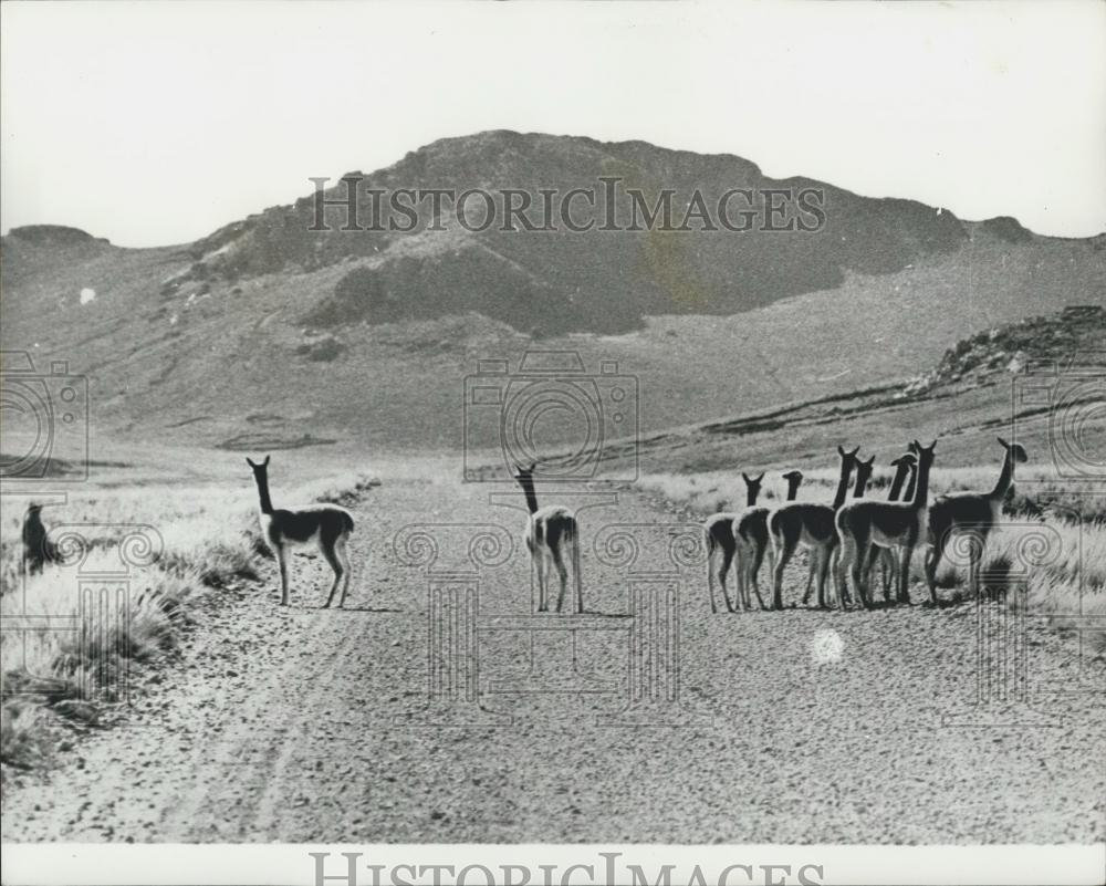 Press Photo Vicuna Threatened With Extinction In The Andes - Historic Images