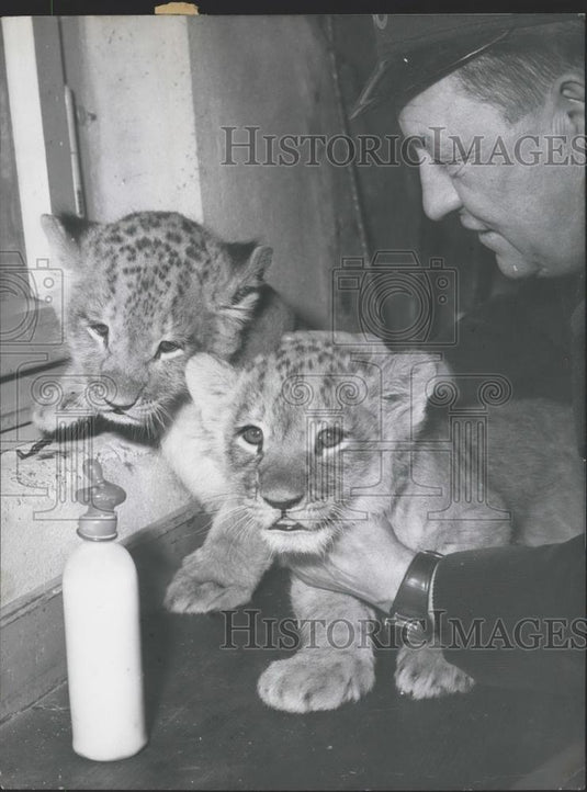 Press Photo Lion cubs at Wuppertal/Germany zoo - Historic Images