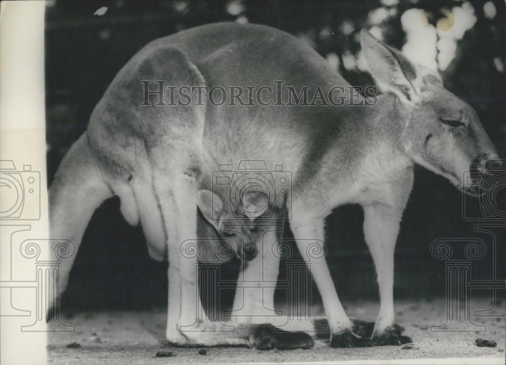 Press Photo Mom and baby Kangaroo at the Taronga Park Zoo - Historic Images