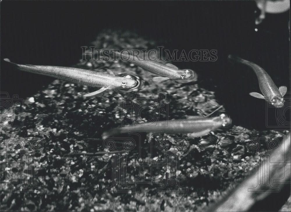 1986 Press Photo Four eyed fish in the Basle Zoo in Switzerland - Historic Images