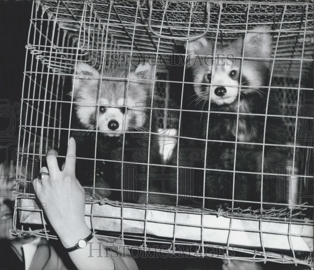 1962 Press Photo Panda Bear Cubs on their way to the Berlin Zoo - Historic Images