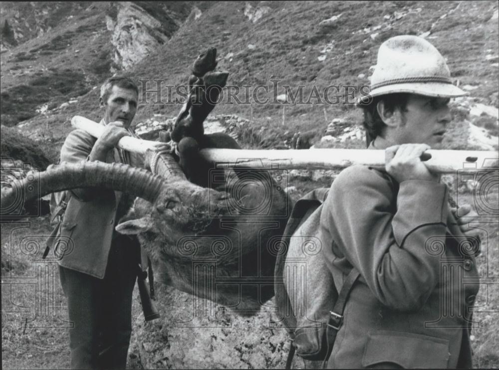 Press Photo Capricorn Hunting in Switzerland - Historic Images