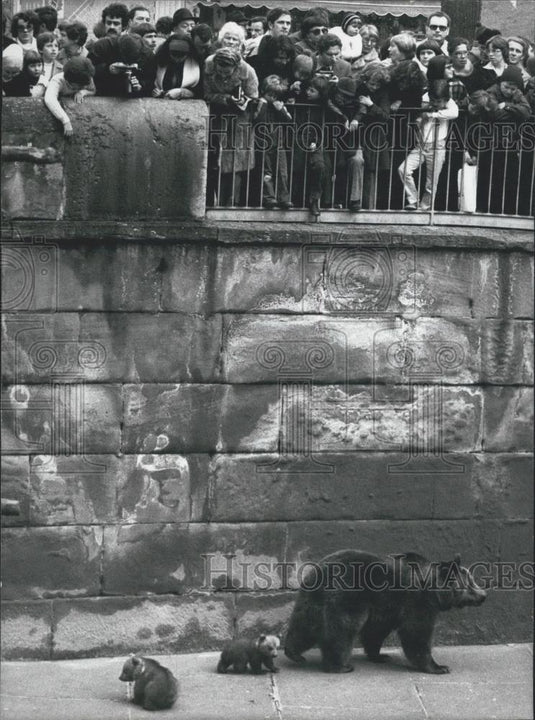 1978 Press Photo Berne zoo,Mamam bear and two cubs - Historic Images