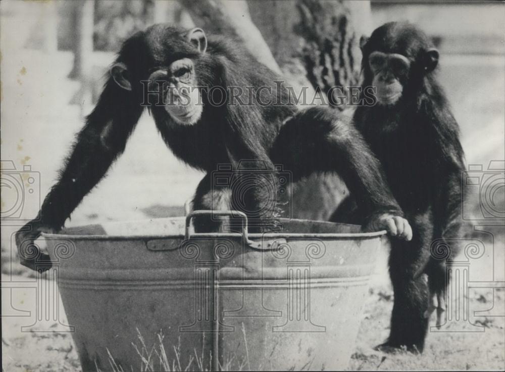 Press Photo A Chimpanzee Prepares To Bathe While Another Chimpanzee Looks On - Historic Images