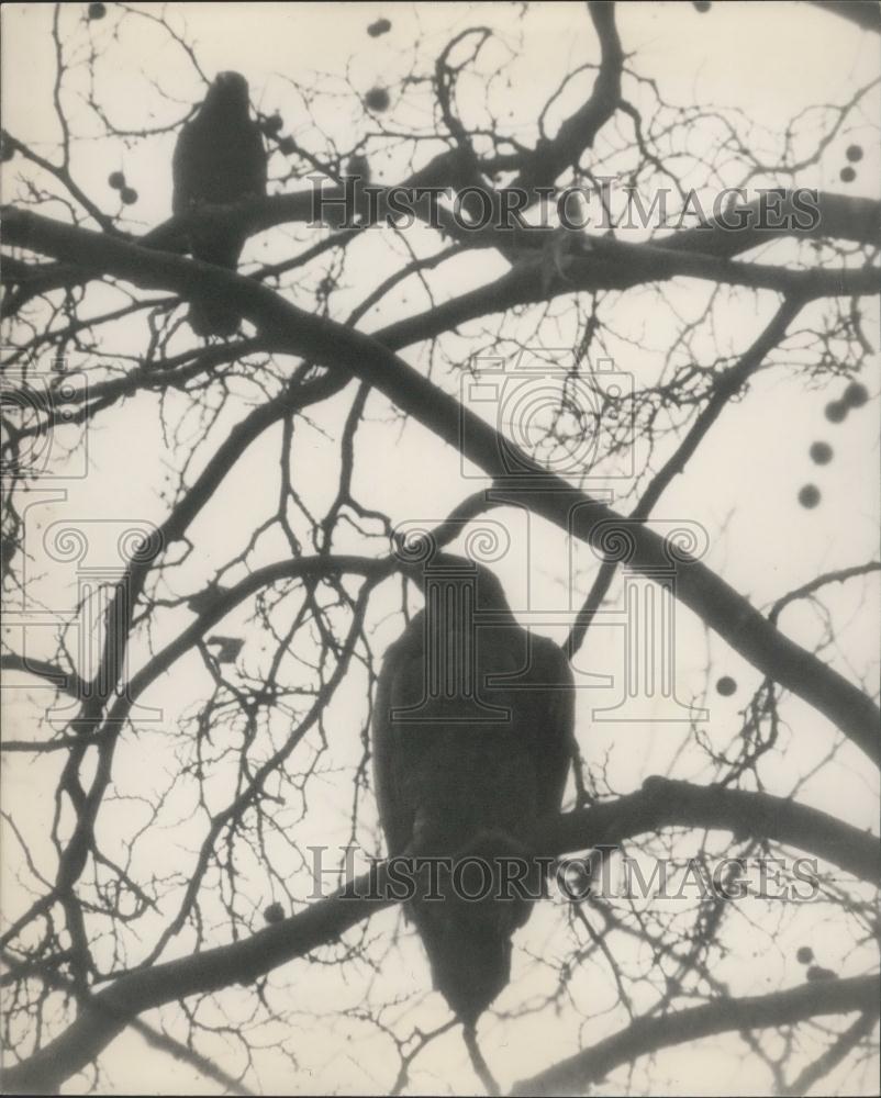 1965 Press Photo Flyaway "Goldie" the eagle has escaped from London Zoo - Historic Images