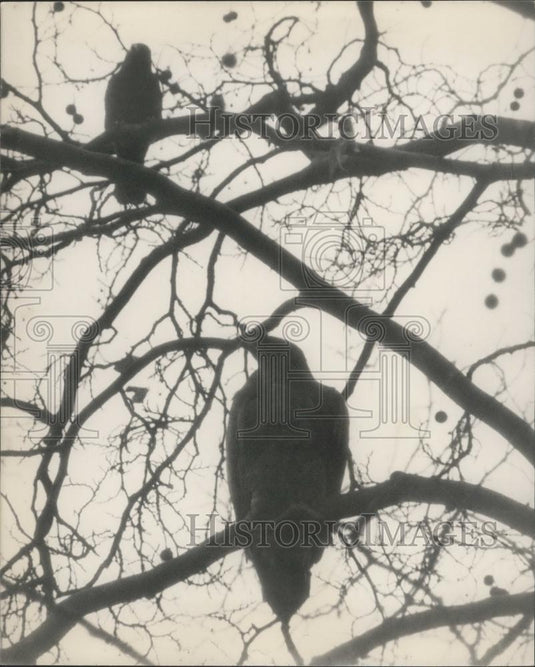 1965 Press Photo Flyaway "Goldie" the eagle has escaped from London Zoo - Historic Images