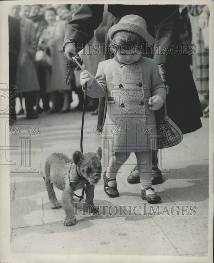 Press Photo Lion Cub and a little girl - Historic Images