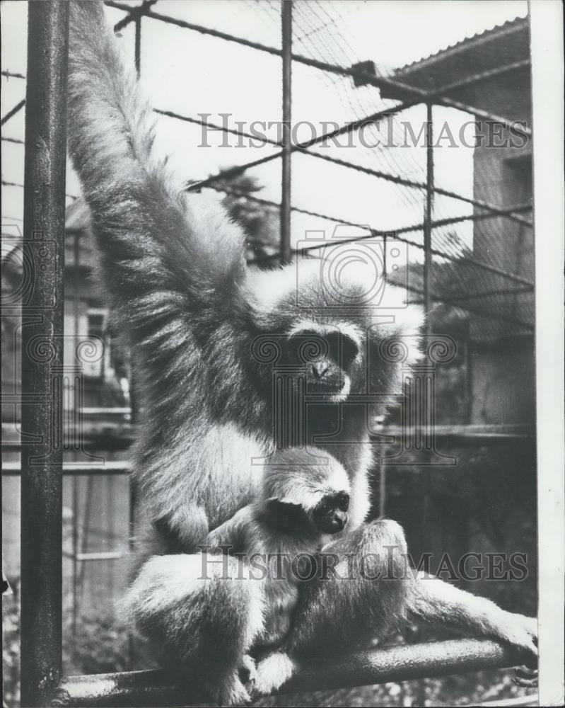 Press Photo Rare Gibbon Born At Prague Zoo - Historic Images