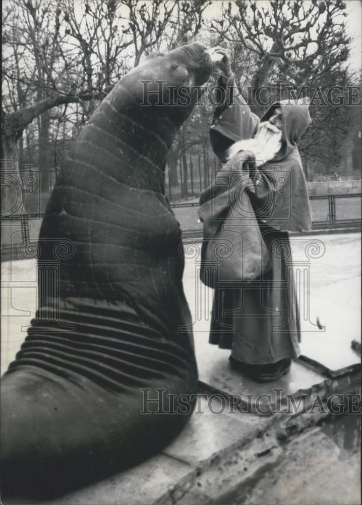 1964 Press Photo Wilhelma zoo in Stuttgart ,sea-elephant - Historic Images