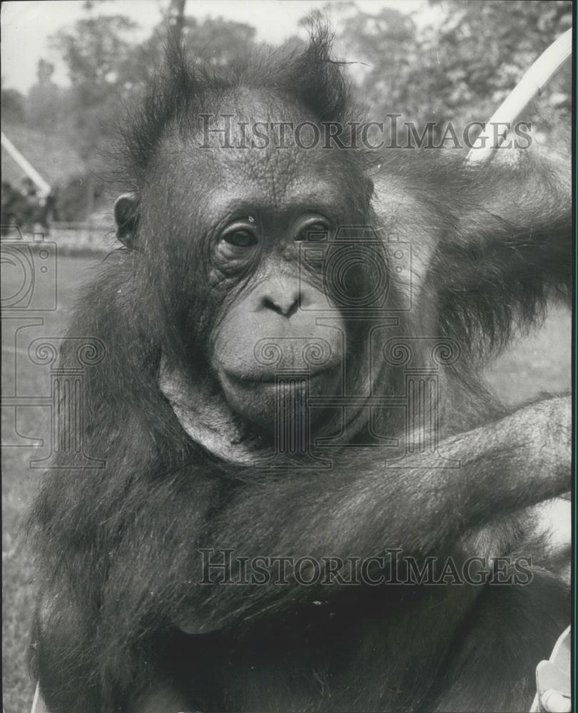 1968 Press Photo Tuan Orangutan Chessington Zoo London England - Historic Images
