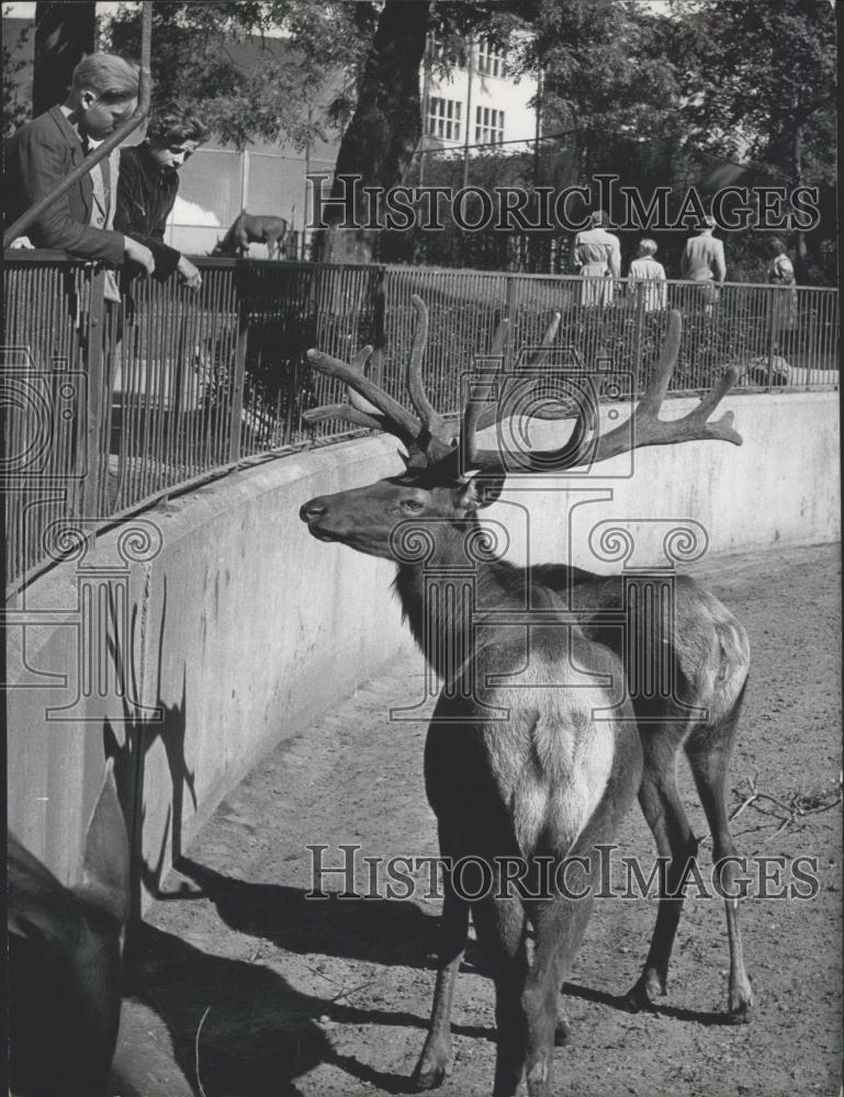 1956 Press Photo Franfurt Zoo ,horned deer - Historic Images