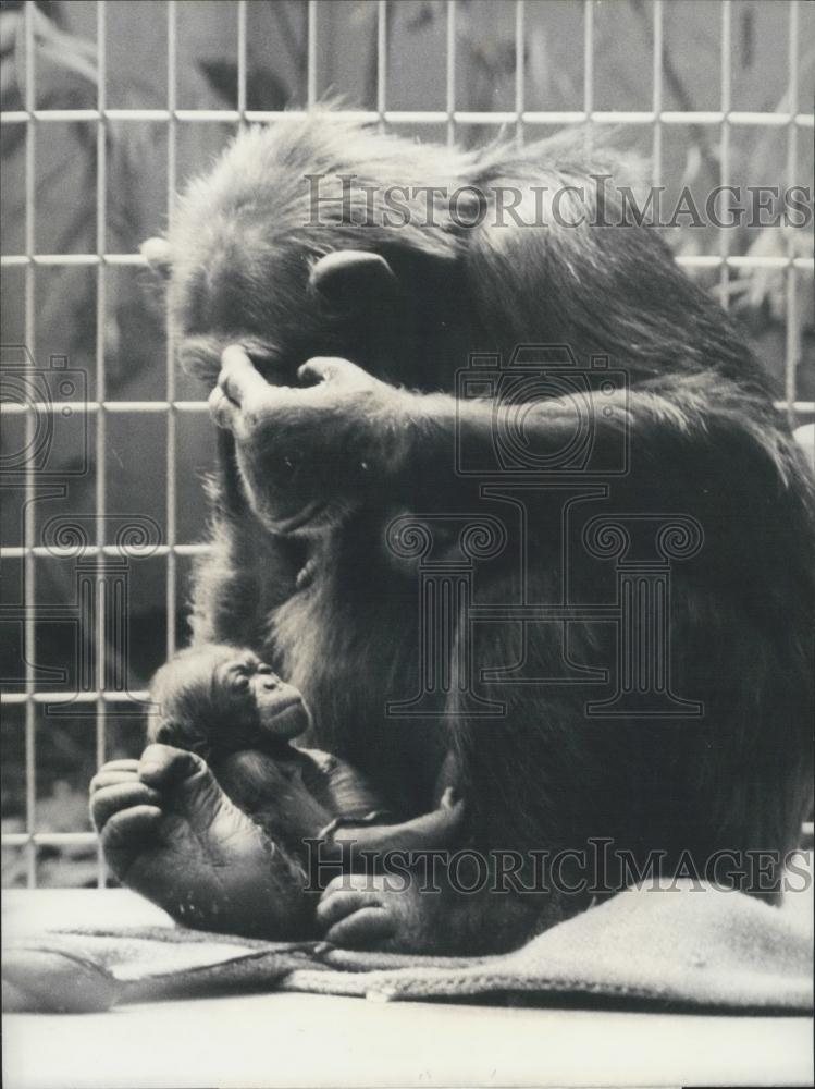 1971 Press Photo Mother And Baby Chimpanzee, Zoological Garden Of Basel - Historic Images