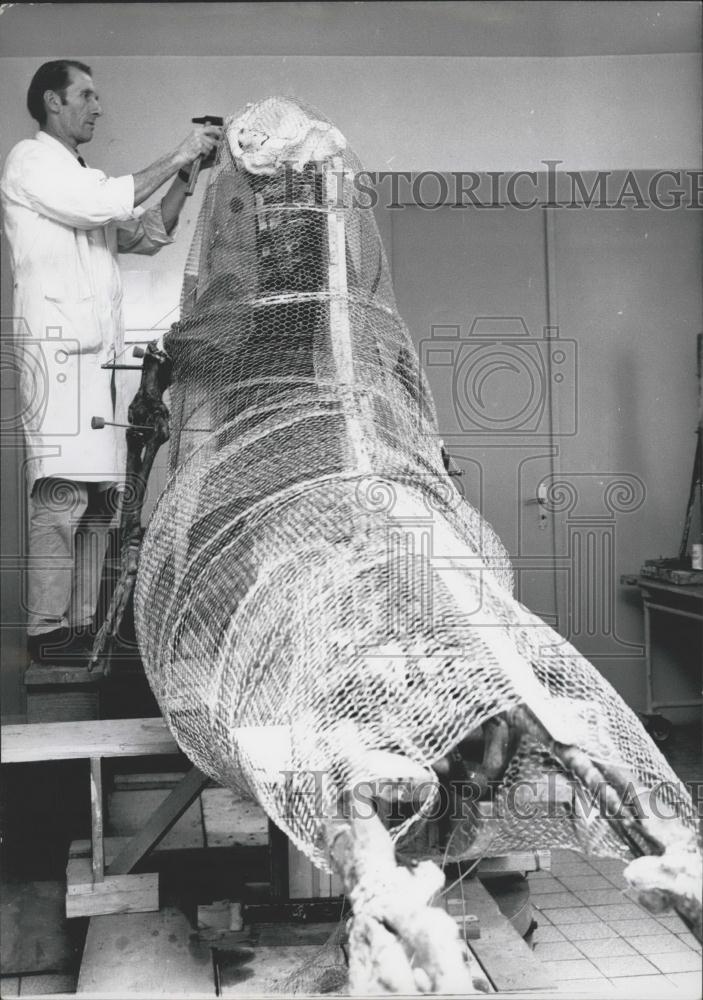 1970 Press Photo Tristan the Sea Elephant dies at the Stuttgart Zoo - Historic Images