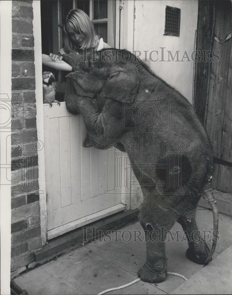 Press Photo Backdoor visitor waiting for his food - Historic Images