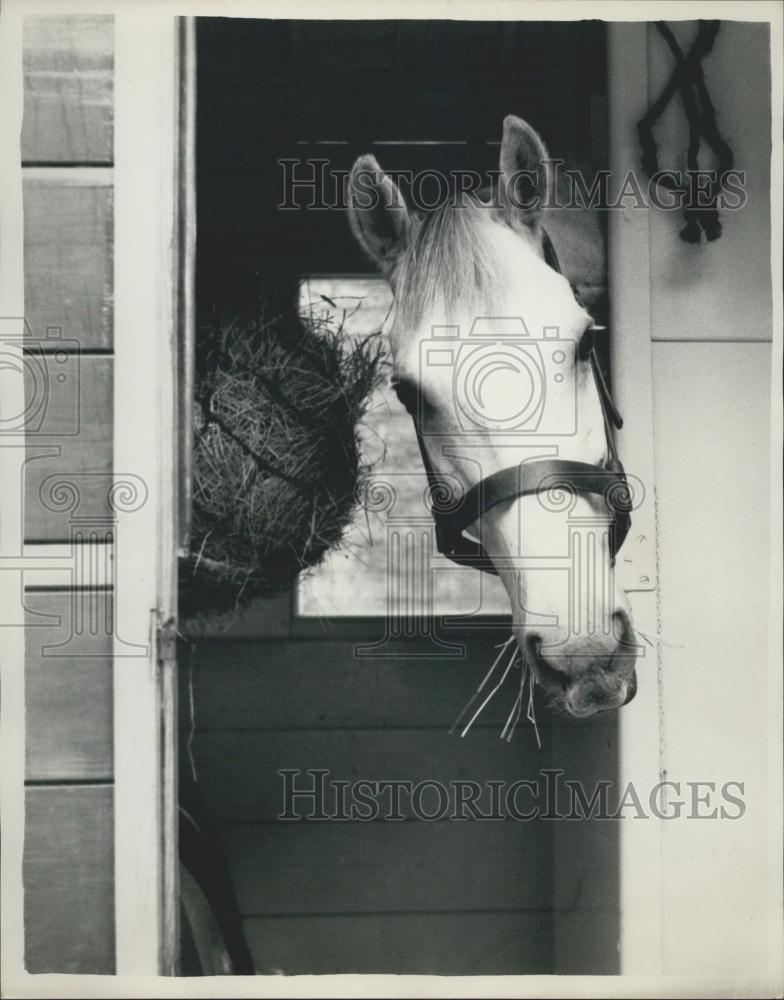 1961 Press Photo Storm Cloud of the Brigade of Guards retires at 17 years of age - Historic Images