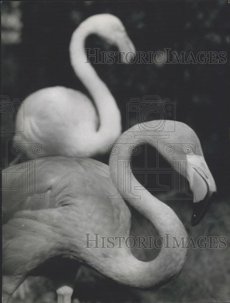 1963 Press Photo A pair of Flamingoes in a zoo - Historic Images