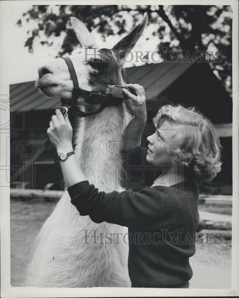 Press Photo Anne Lyons Keeper Whipsnade Zoo High South American Llama - Historic Images