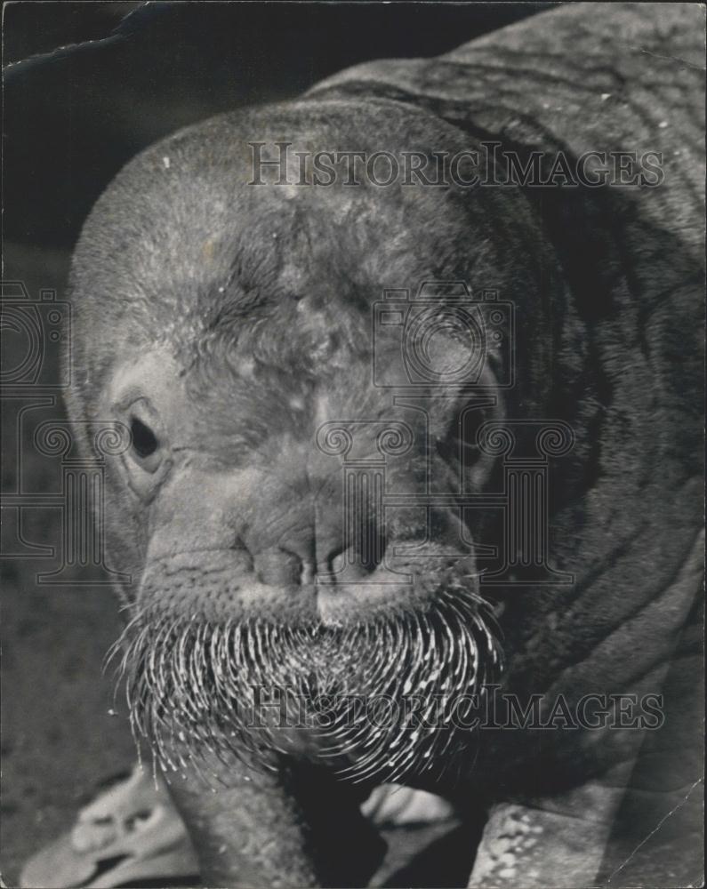 1967 Press Photo London Zoo,a baby walrus - Historic Images