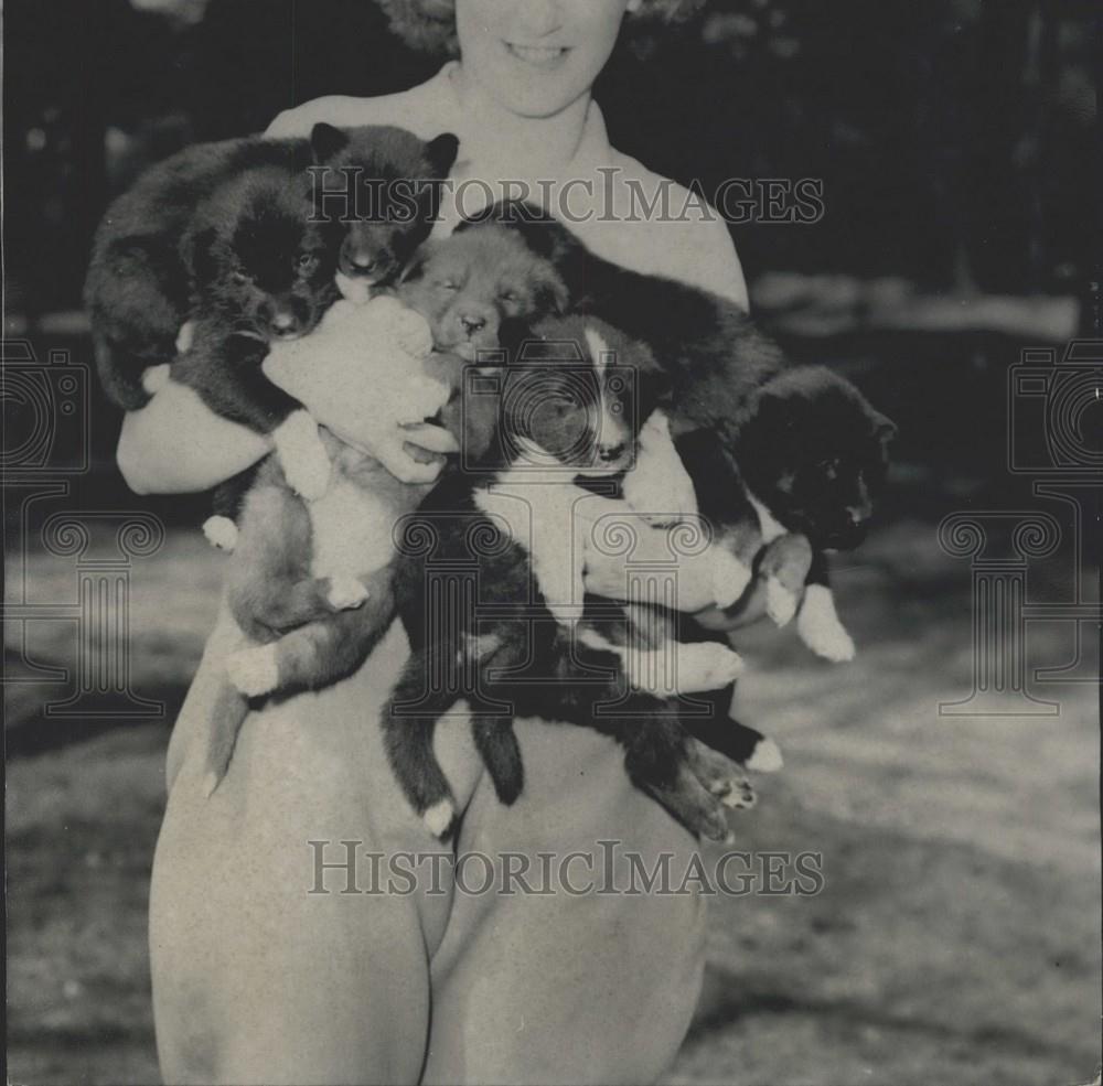 1959 Press Photo HUsky dogs to be bred at Whipsnade Zoo - Historic Images