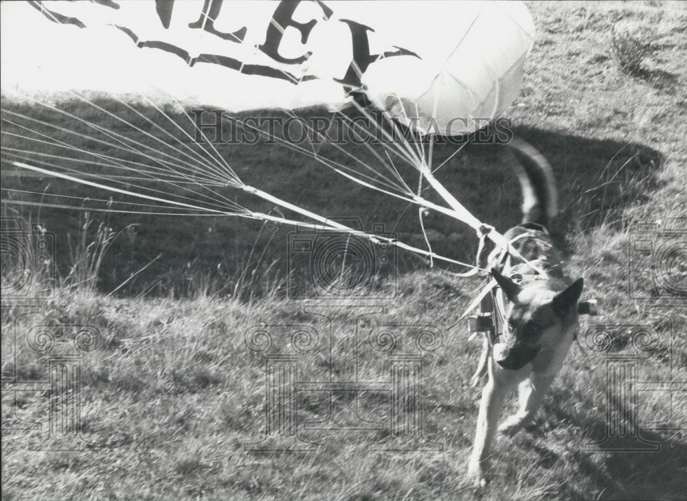 1991 Press Photo Alsatian, Quinley, Paraglider - Historic Images