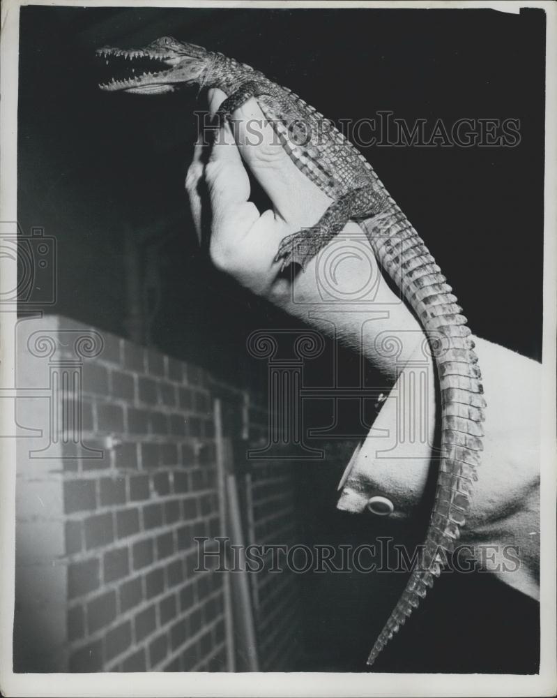 1961 Press Photo Prince Andrew&#39;s Crocodile Shown London Zoo Mansa Baby - Historic Images