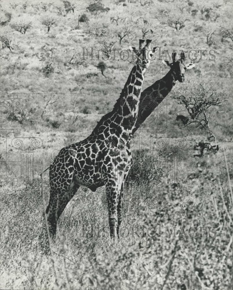 Press Photo Two headed Giraffe - Historic Images