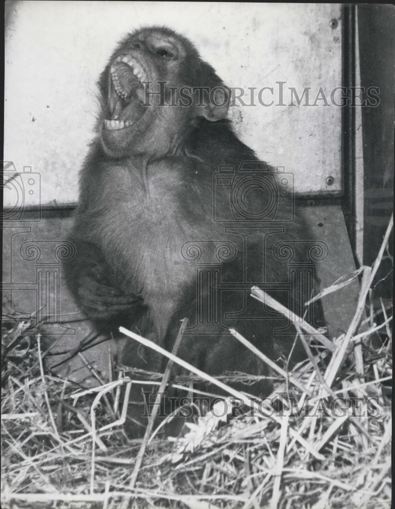 1967 Press Photo Bimbo Monkey Captured 204 Day On The Run BOAC Warehouse London - Historic Images