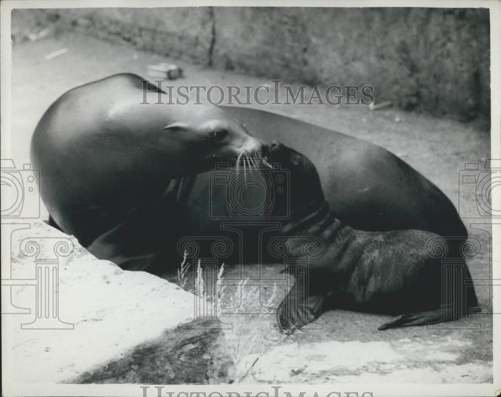 1959 Press Photo Mother Tiny&quot; &amp; Her New Baby Sea-Lion At The London Zoo&quot; - Historic Images